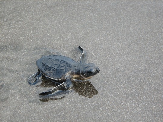 A turtle hatchling heading for the sea / Carol Warren Empty seas and hard times